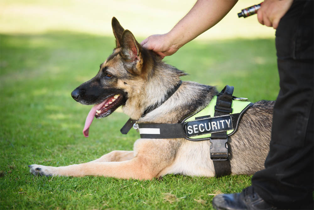Can Police Drug Dogs Detect LSD & Acid Tabs