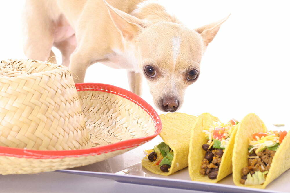 Can Your Dog Dine Out at Taco Bell?