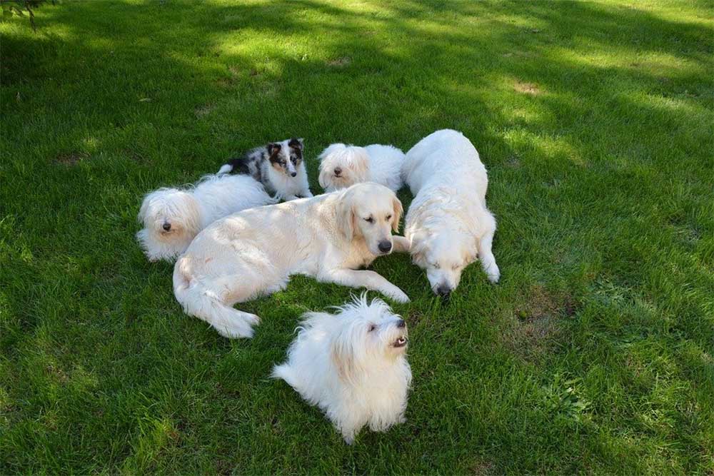 Canine Familial Recognition