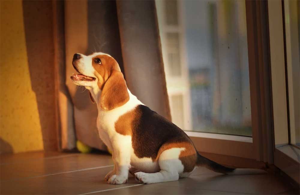 Do Beagles Ever Calm Down?