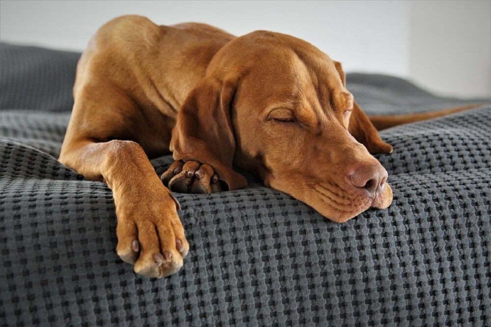 Dog Makes A Gurgling Noise Breathing or When Sleeping