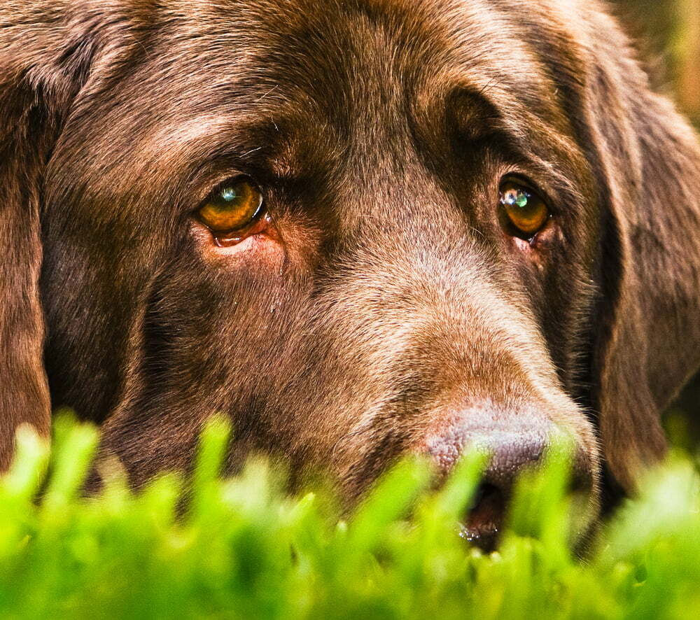 Dog Tear Stains