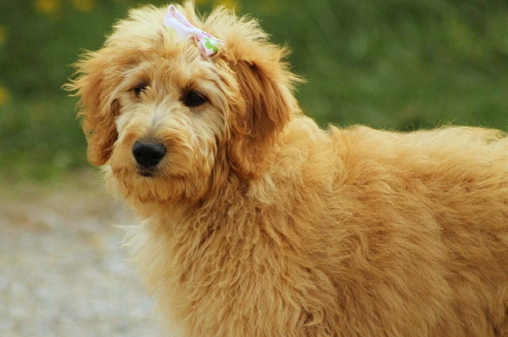 Everything You Need To Know About Grooming Your Doodle At Home