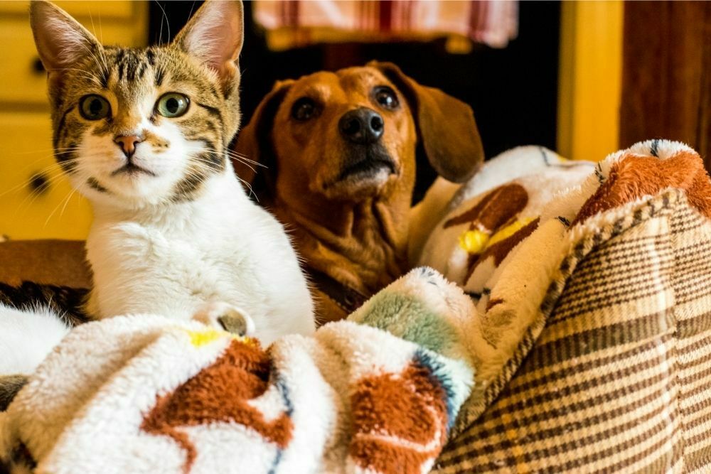 Five Easy Ways to Stop Your Cat Peeing in Your Dog’s Bed
