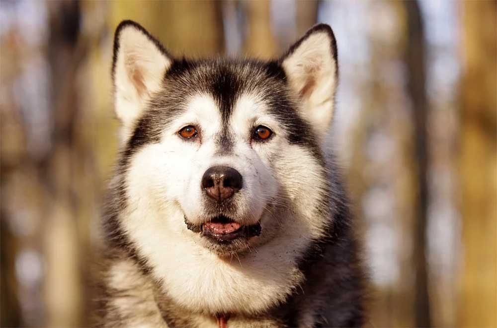 How Far Can a Dog Hear? Whistles, Thunderstorms, Fireworks