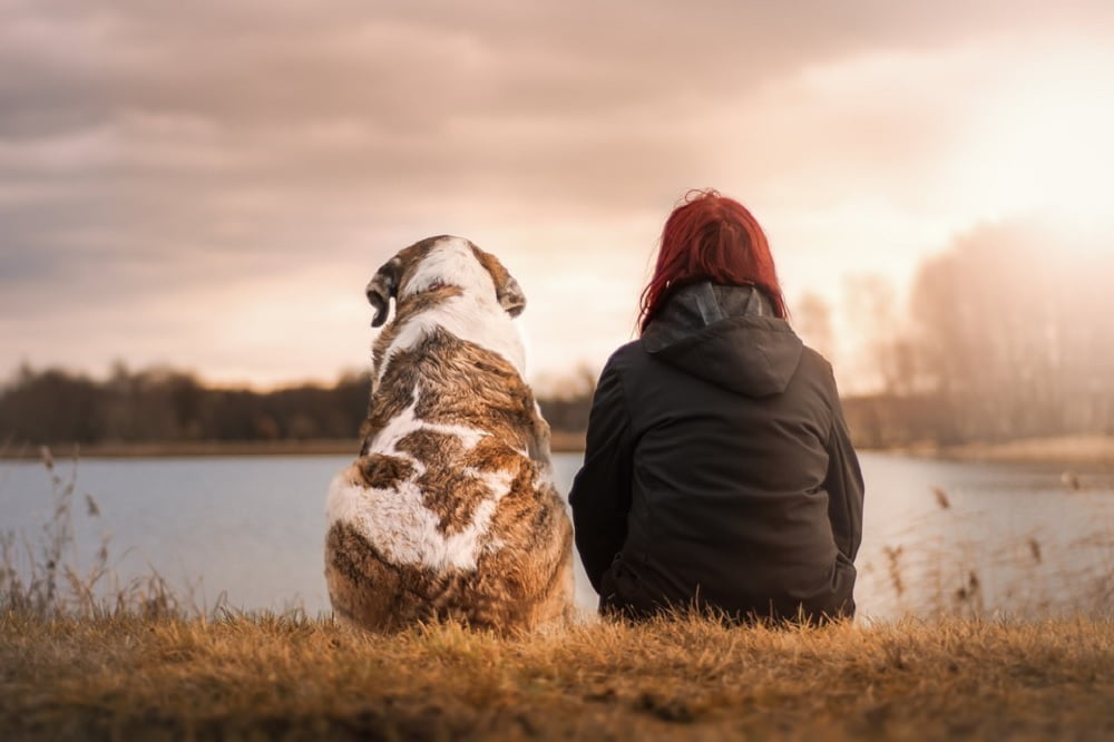 How Many Lives Do Dogs Have?