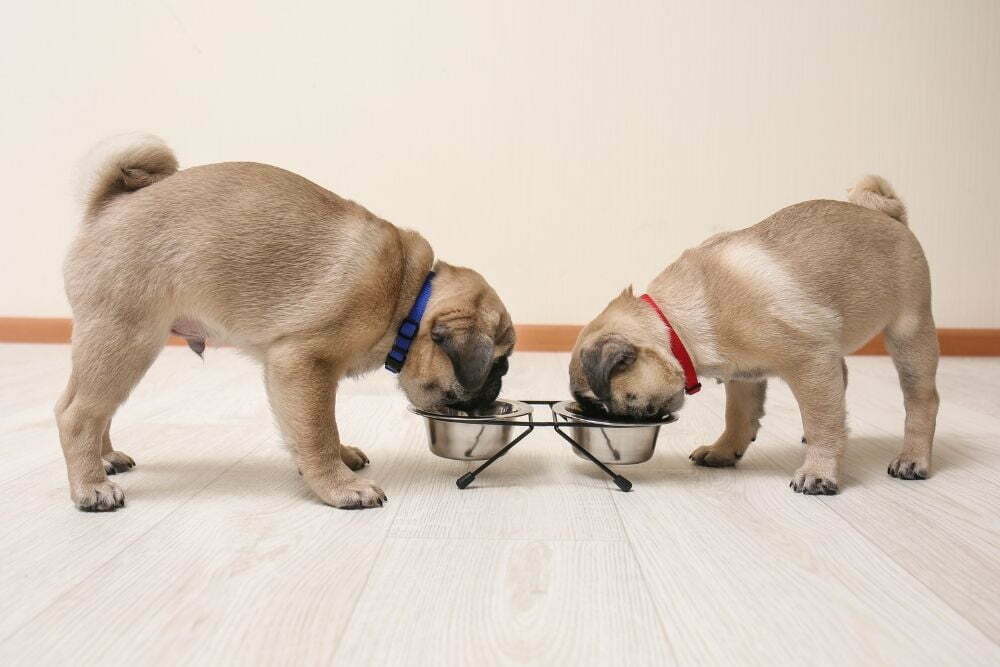 How Much Should I Feed My Pug Puppy? + Feeding Guide Chart