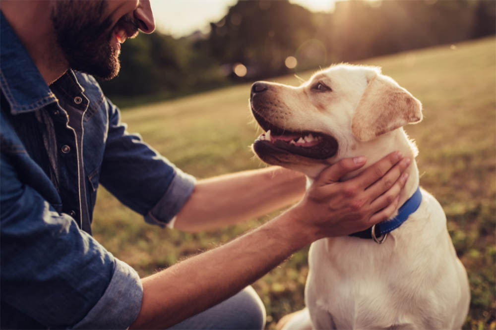 How To Tell If Your Dog Respects You 21 Signs To Look Out For