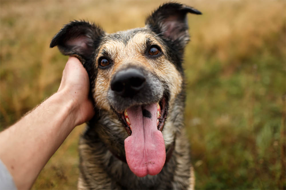 How To Tell If Your Dog Respects You