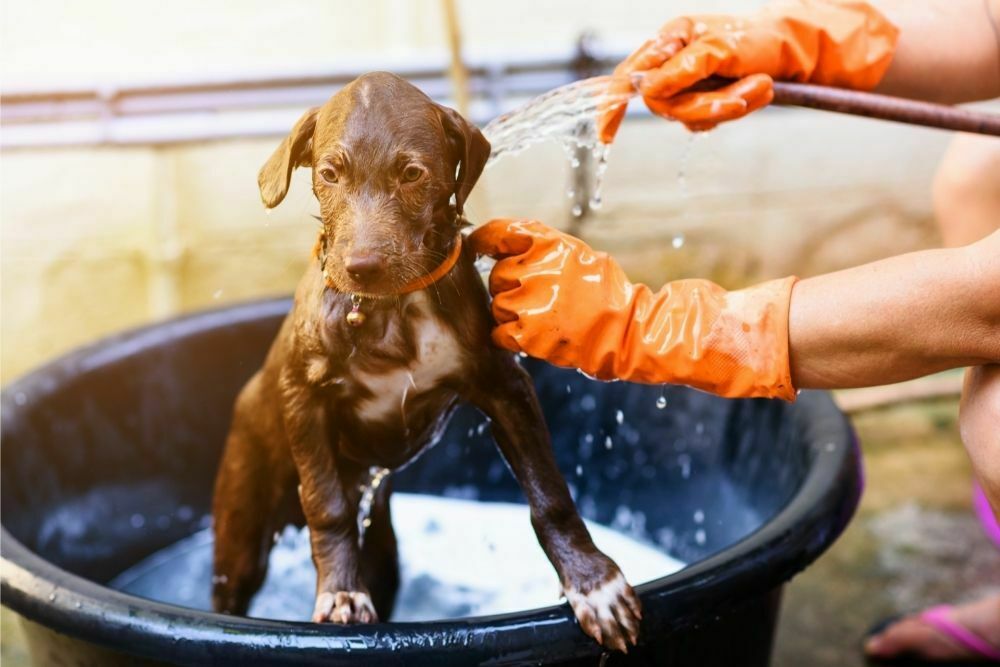 How Long Should I Wait to Bathe My Dog After Applying Flea Treatment?