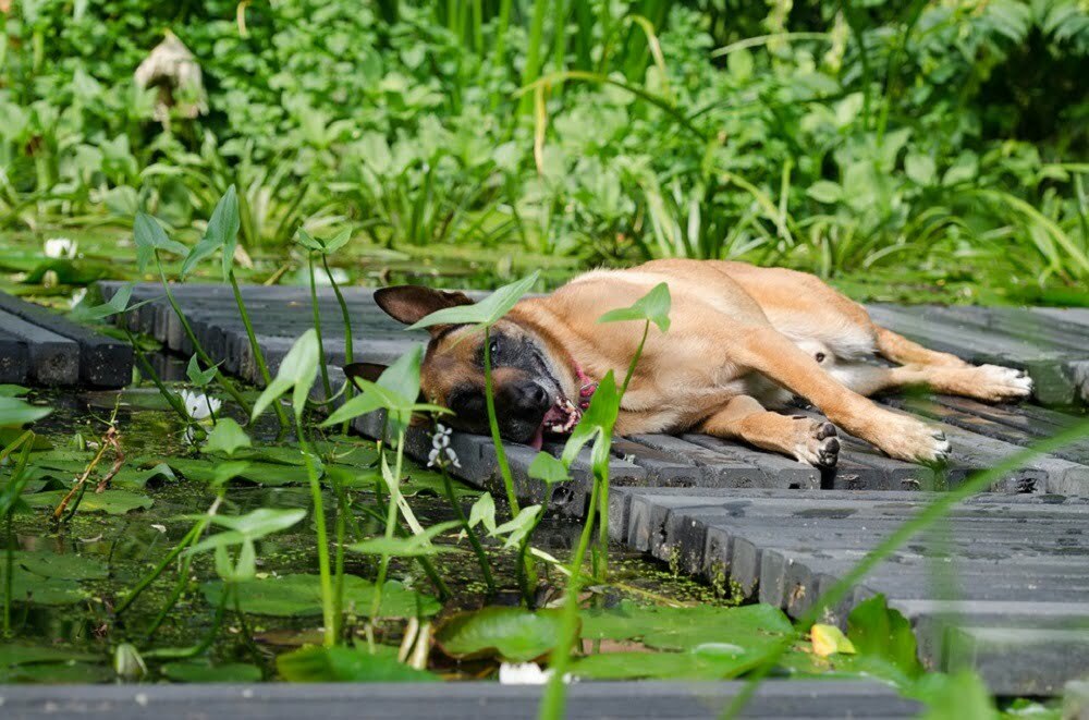 How to Get Rid of Parvo in Your Yard