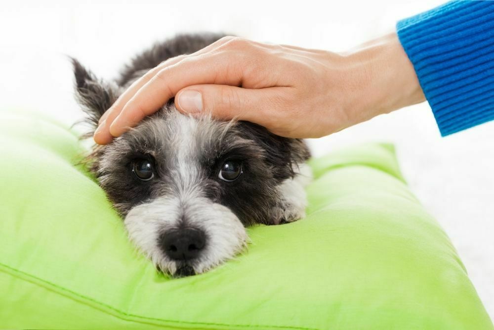 How to Tell If Your Dog Has a Sore Throat