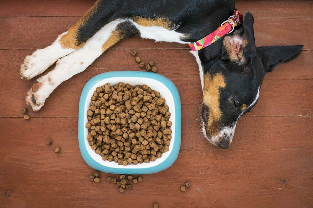 Is It Bad To Feed A Dog Late At Night?