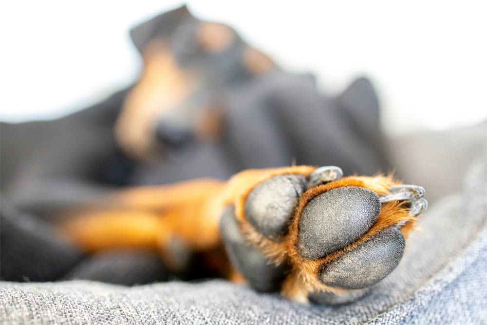 Is My Dog's Toe Broken Signs Look Out For And How To Treat Them