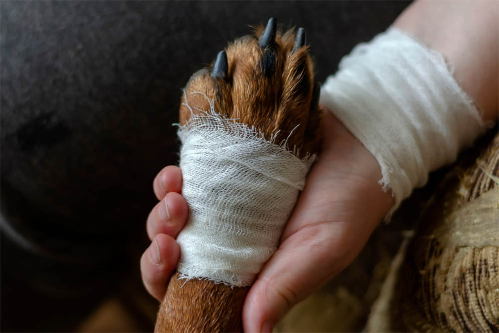 Is My Dog's Toe Broken Signs