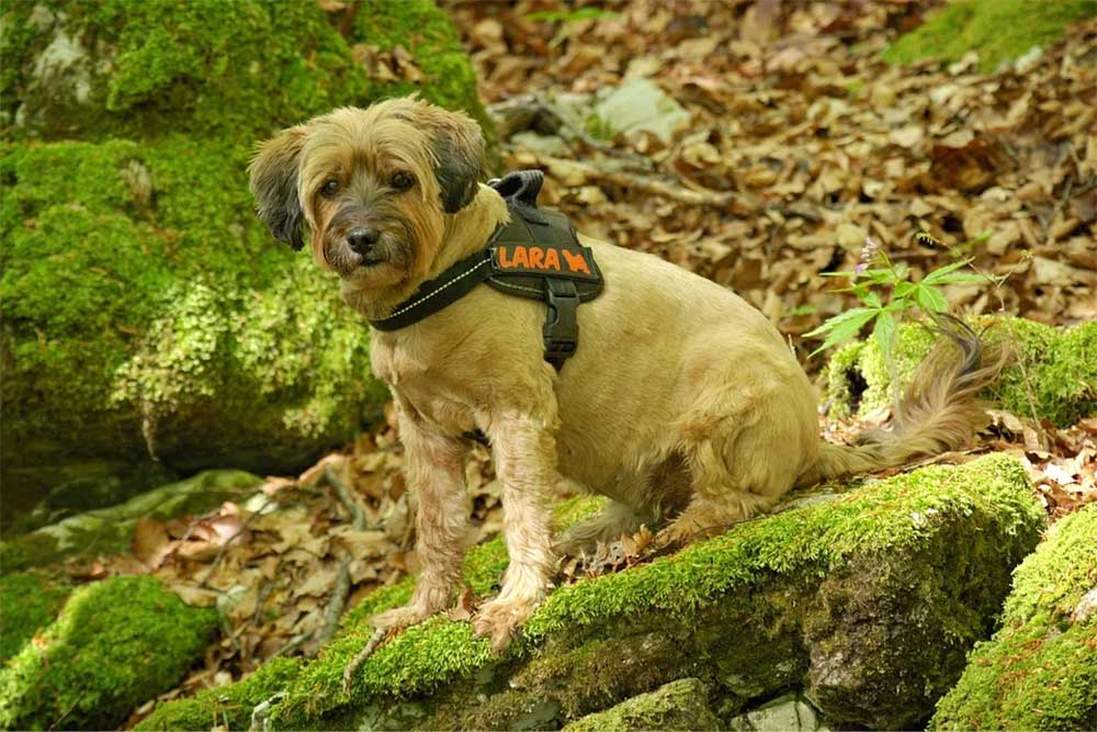 Is it Bad for Dogs to Eat Moss? Why & The Toxic Risks