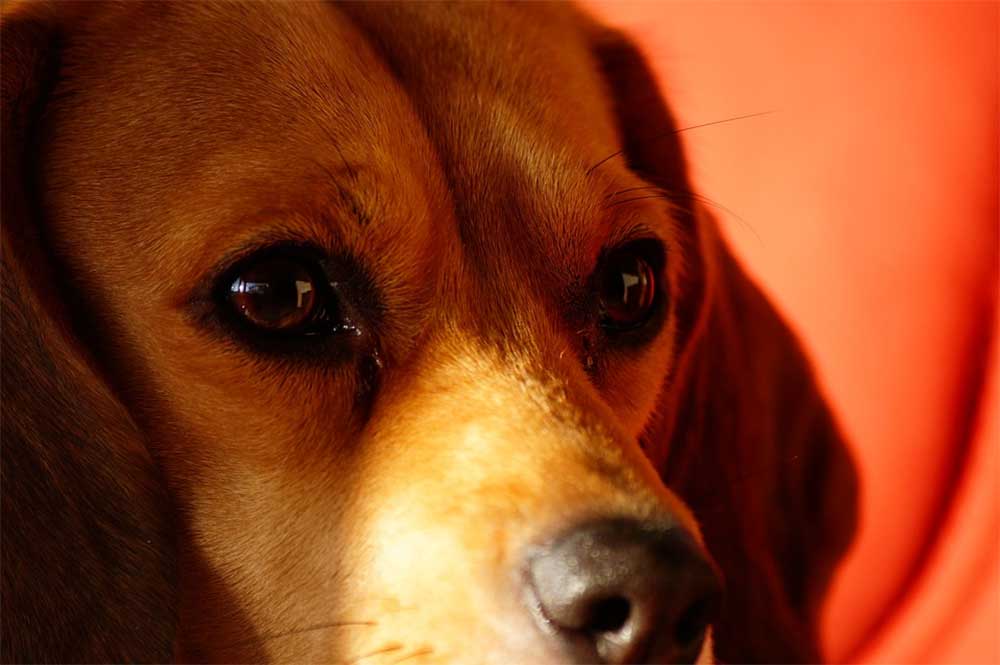 Red Eyes And Beagles – What You Need To Know