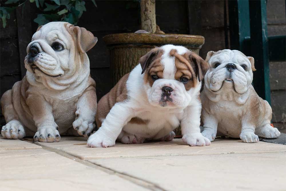 What is the Average Litter Size of an English Bulldog?