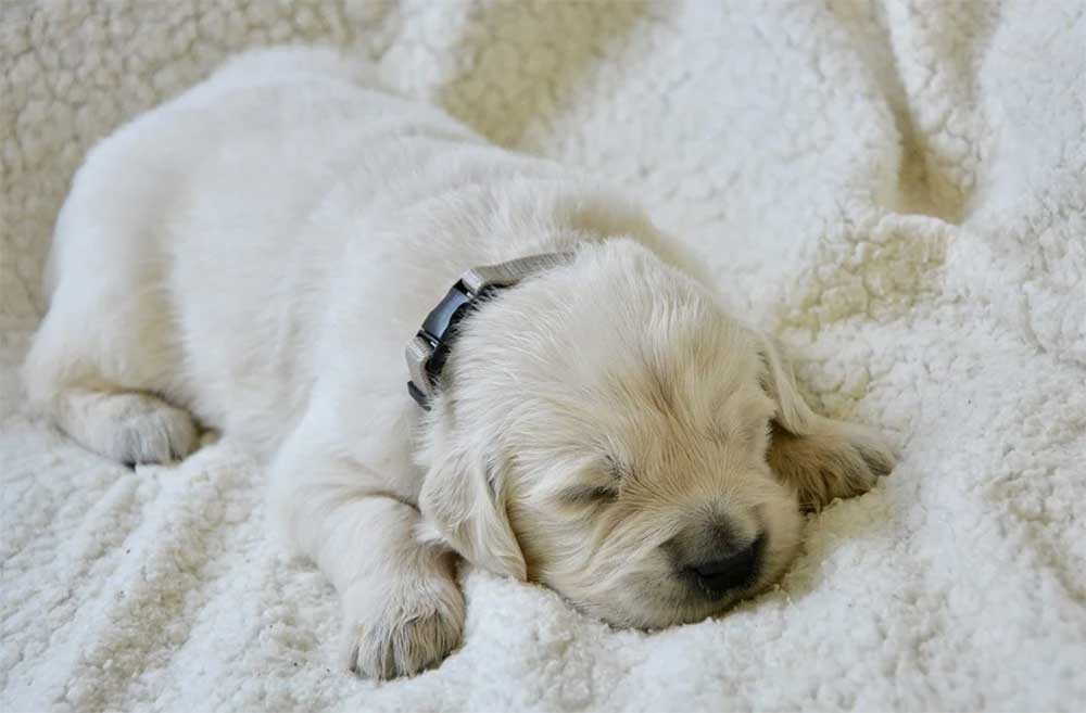 When Do Puppies Begin Walking? (From Birth, To The Leash & Beyond)
