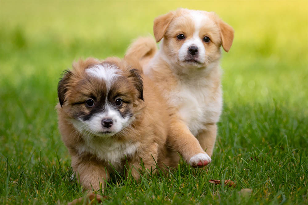 When Do Puppies Start Barking