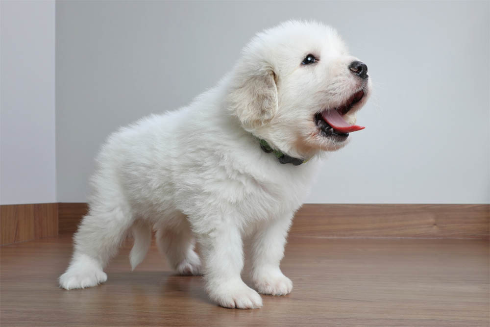When Do Puppies Start Barking