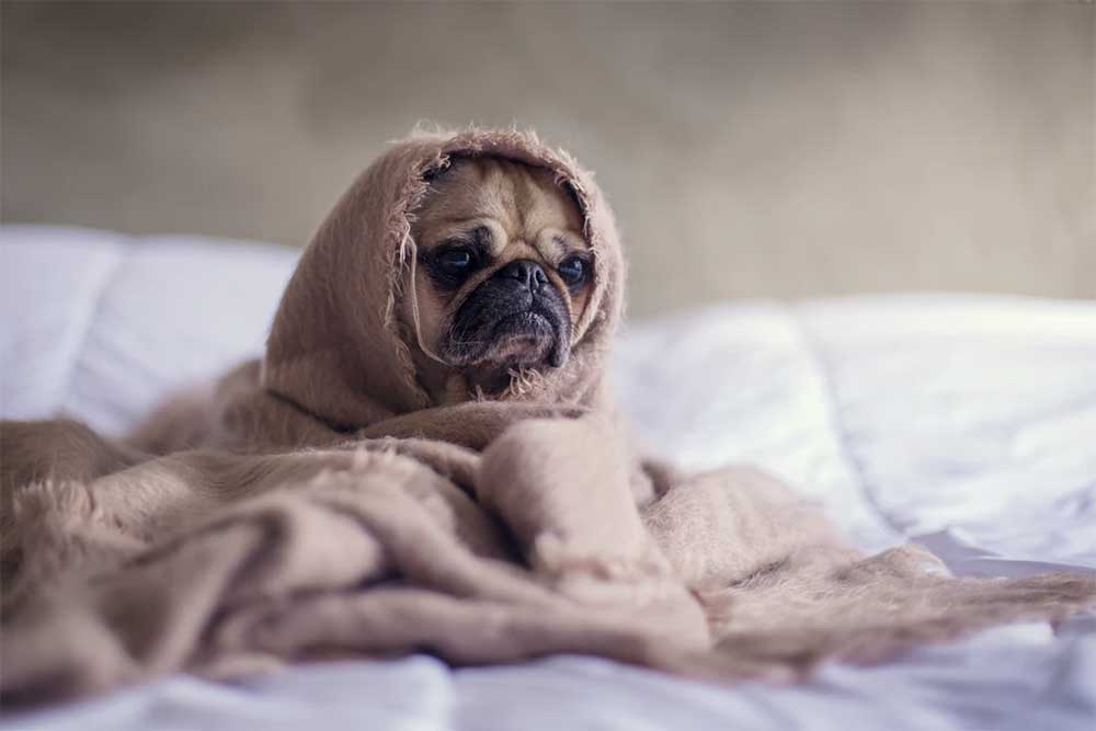 When To Put Flea Medicine On A Dog After A Bath?