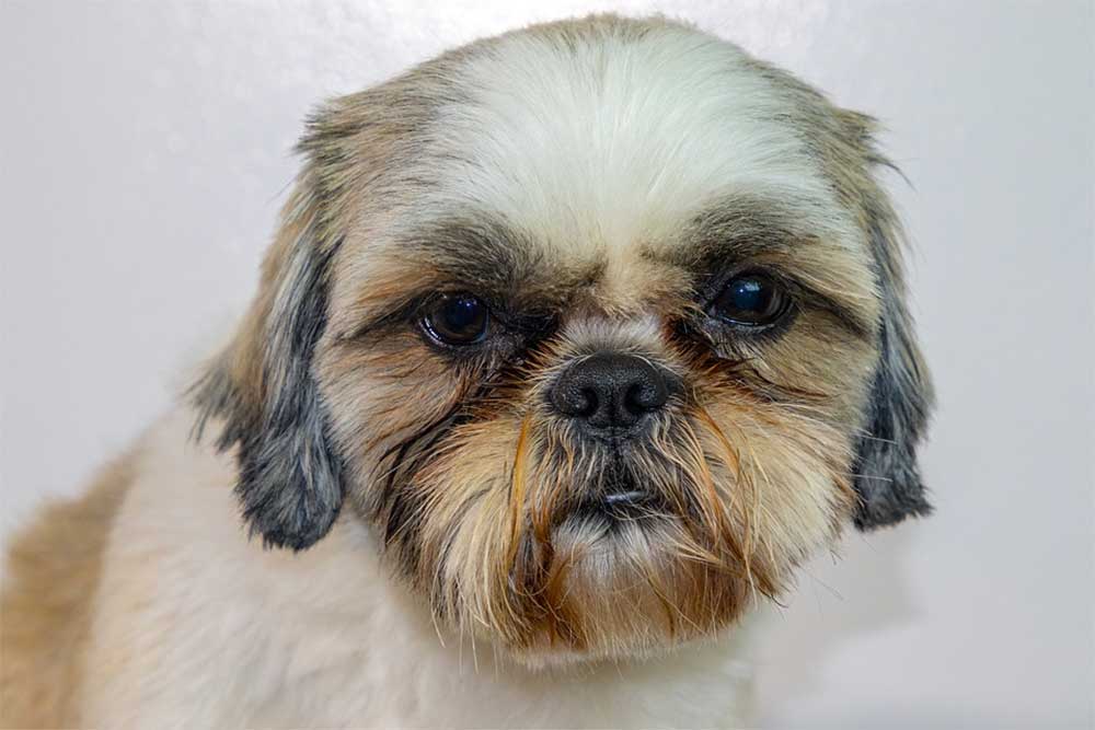 Why Are My Shih Tzu’s Eyes Red or Bloodshot?