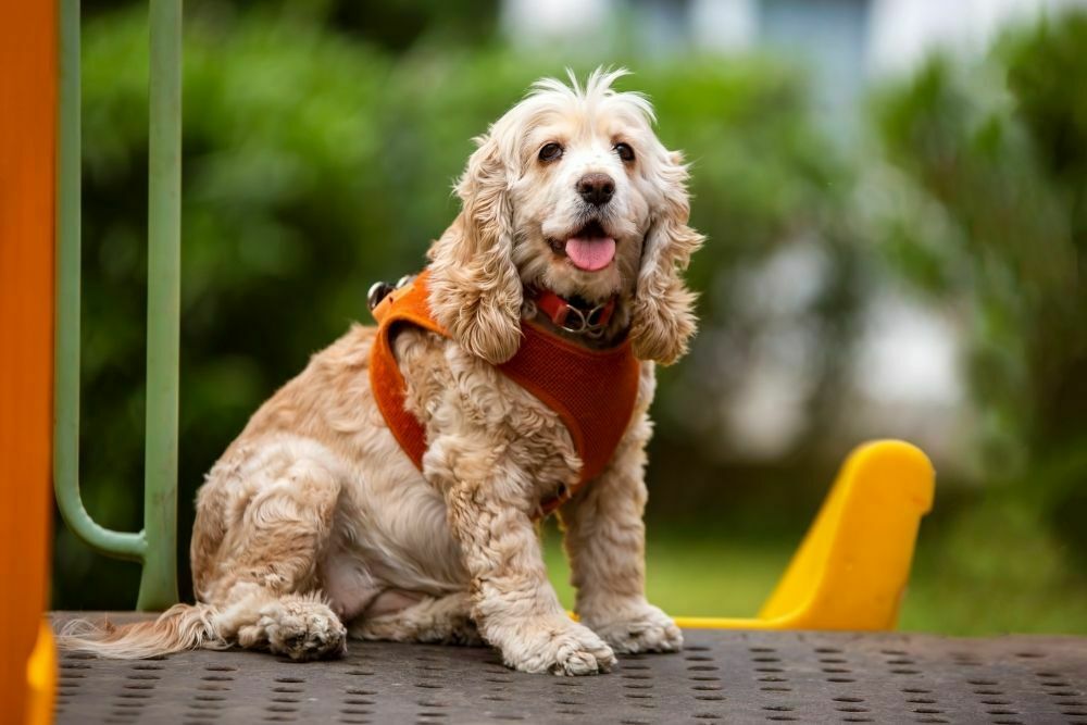 Why Do Dogs Eat Rabbit Poop? What Are The Risks?