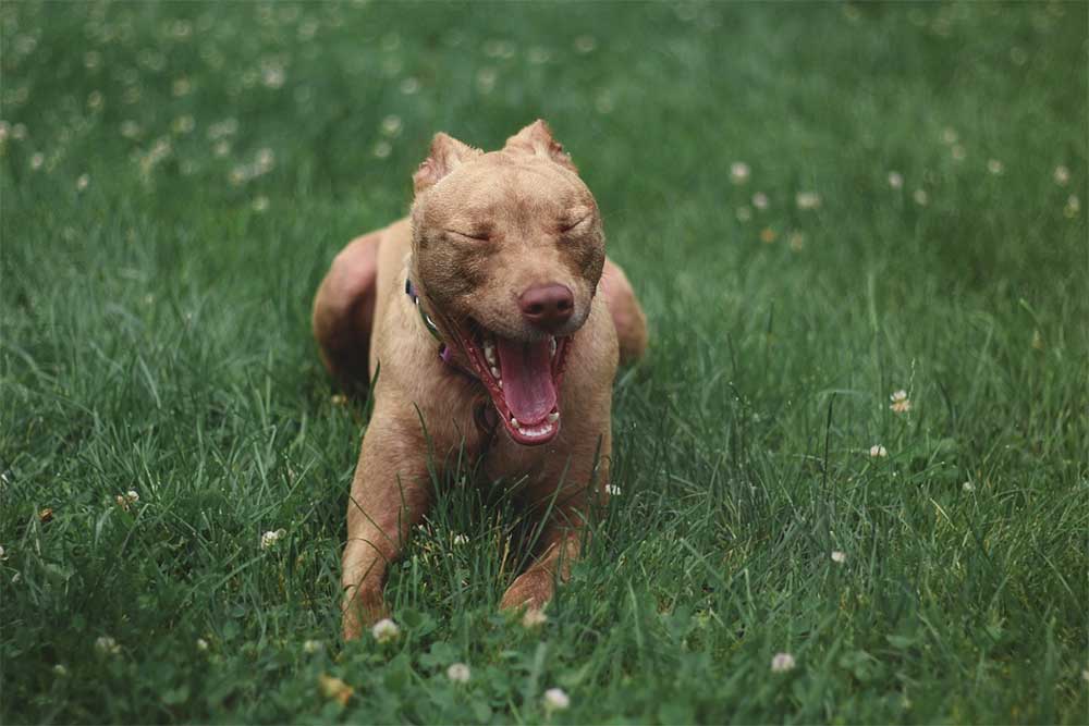Why Do Pitbulls Get the Zoomies & Run Around Like Crazy?