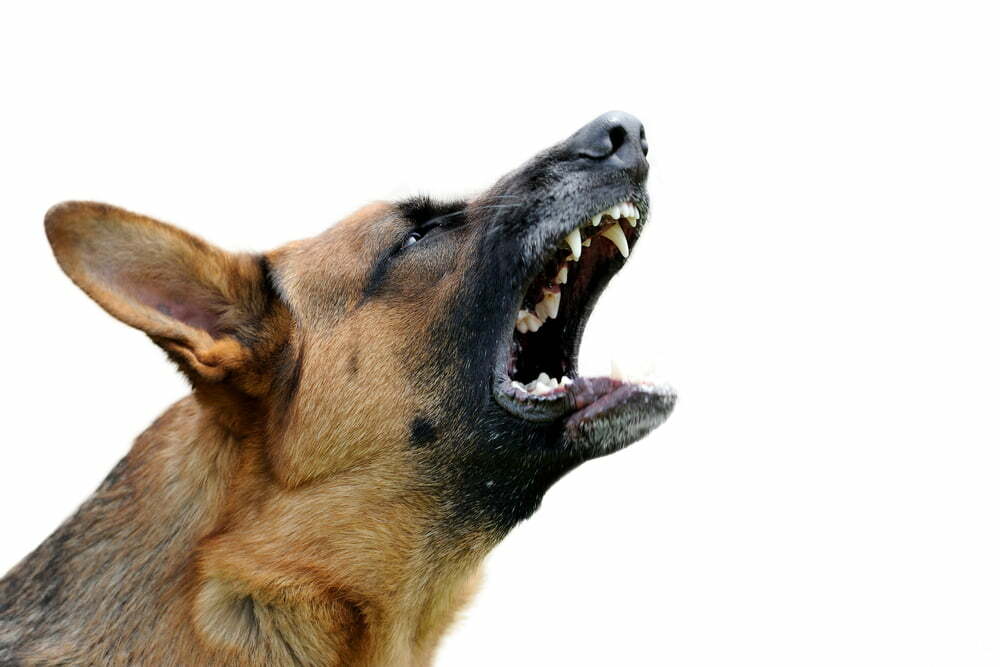 Why Does My Dog Bark At Night For No Reason?