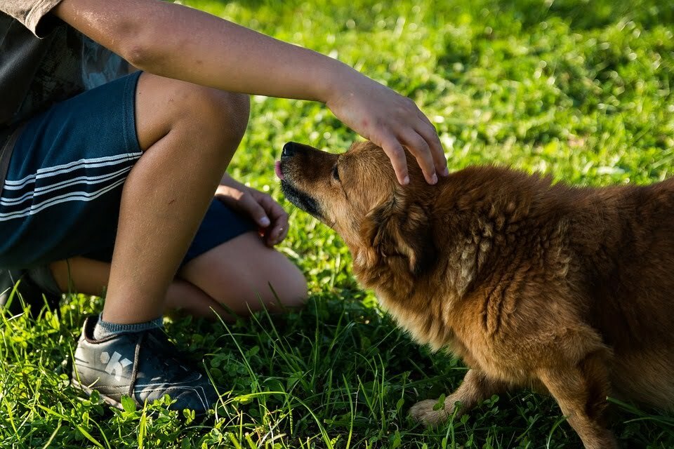 How Do I Stop My Dog From Biting My Nose?