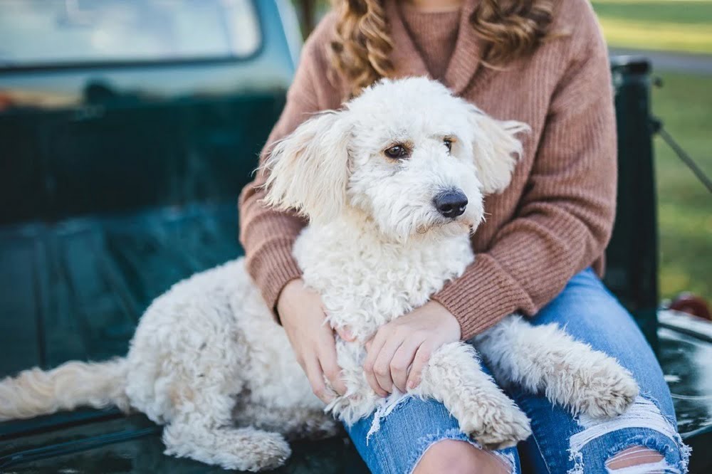 Why Does My Dog Follow Me and Not My Husband? (Interesting!)