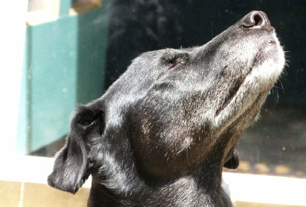 Why Does My Dog Smell My Belly Button? (What the Sniff Means)
