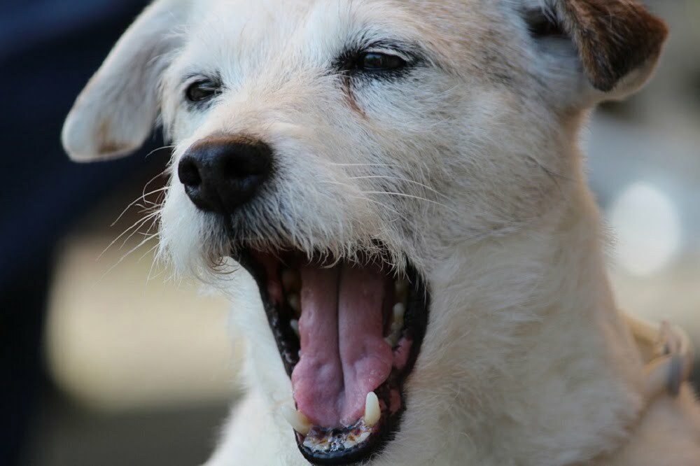Why Does My Dog Smell Sour?