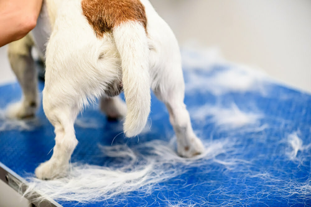 Why Is My Dog’s Tail Between Their Legs (What It Means, Five Possible Reasons And More)