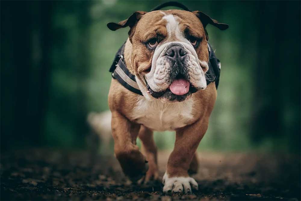 Why is my English Bulldog Limping? The Common Causes for Back and Front Leg Limping!