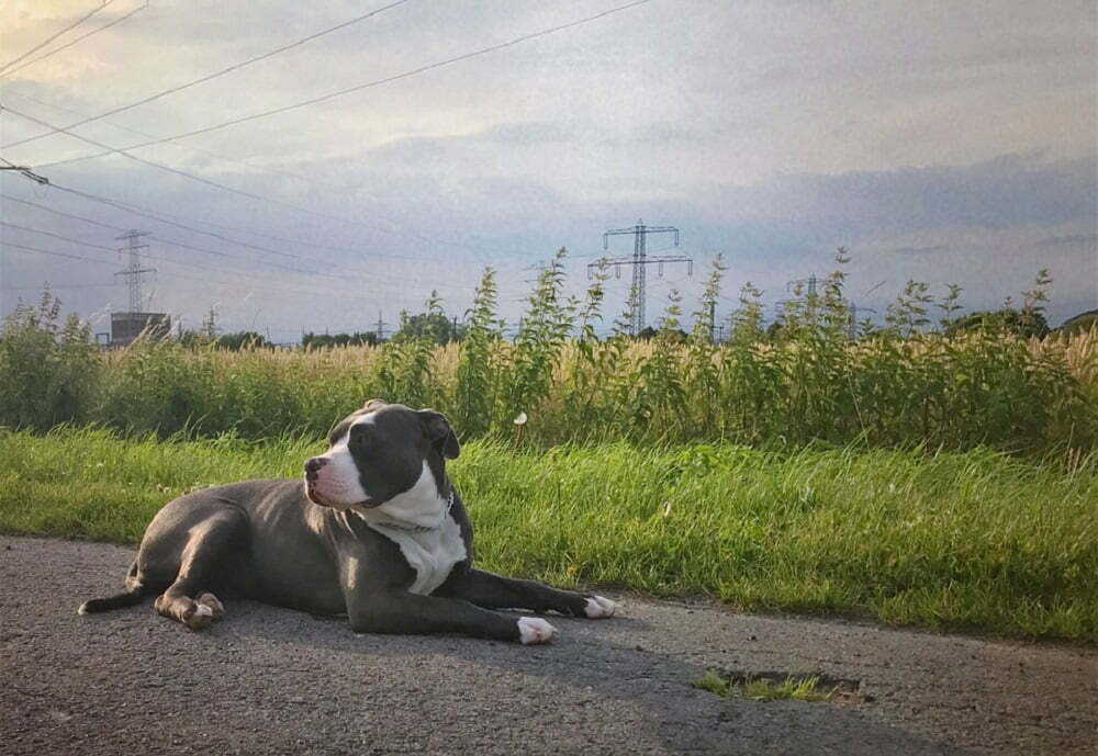 American Bulldog.