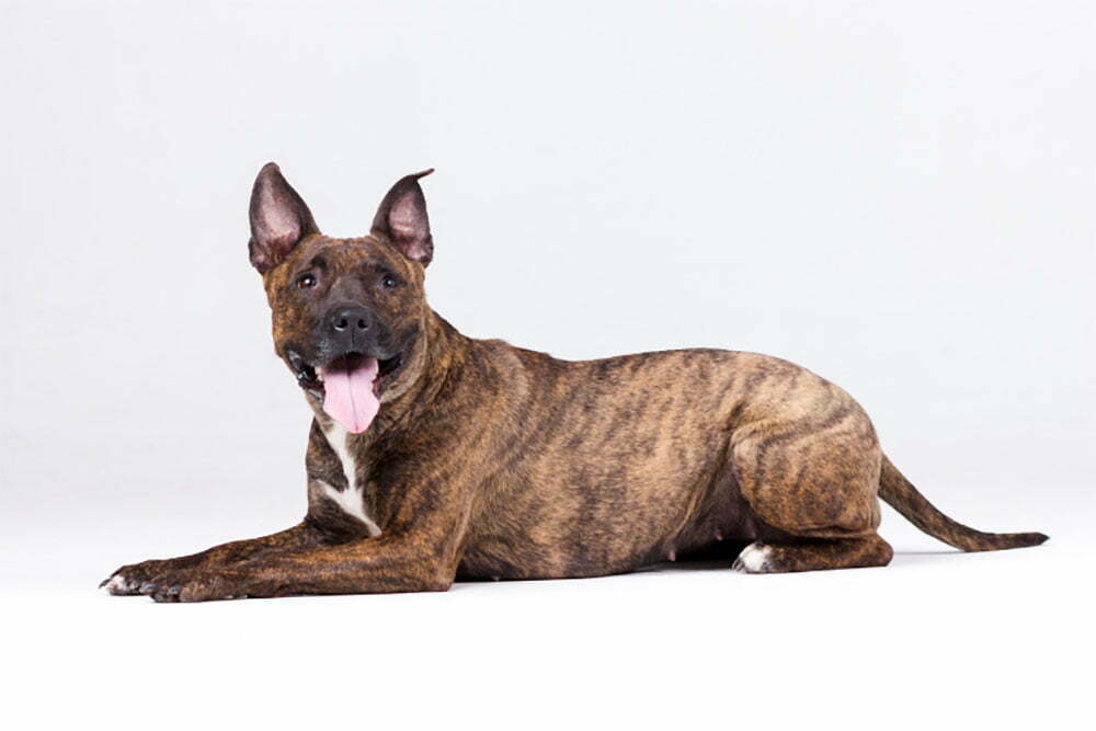 American Staffordshire Terriers - The Ultimate Guide