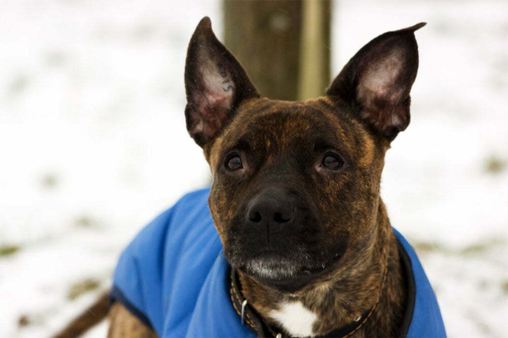 American Staffordshire Terriers