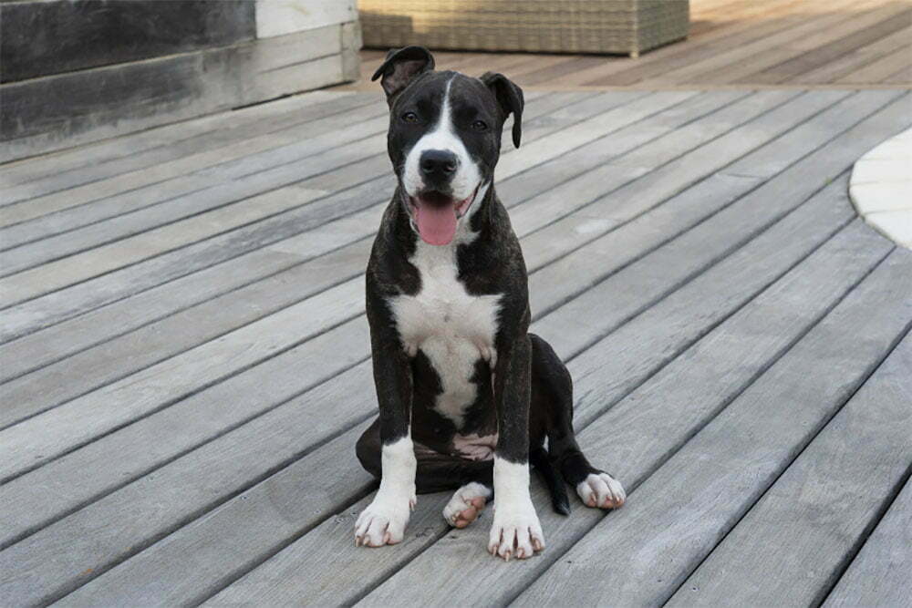 American Staffordshire Terrier