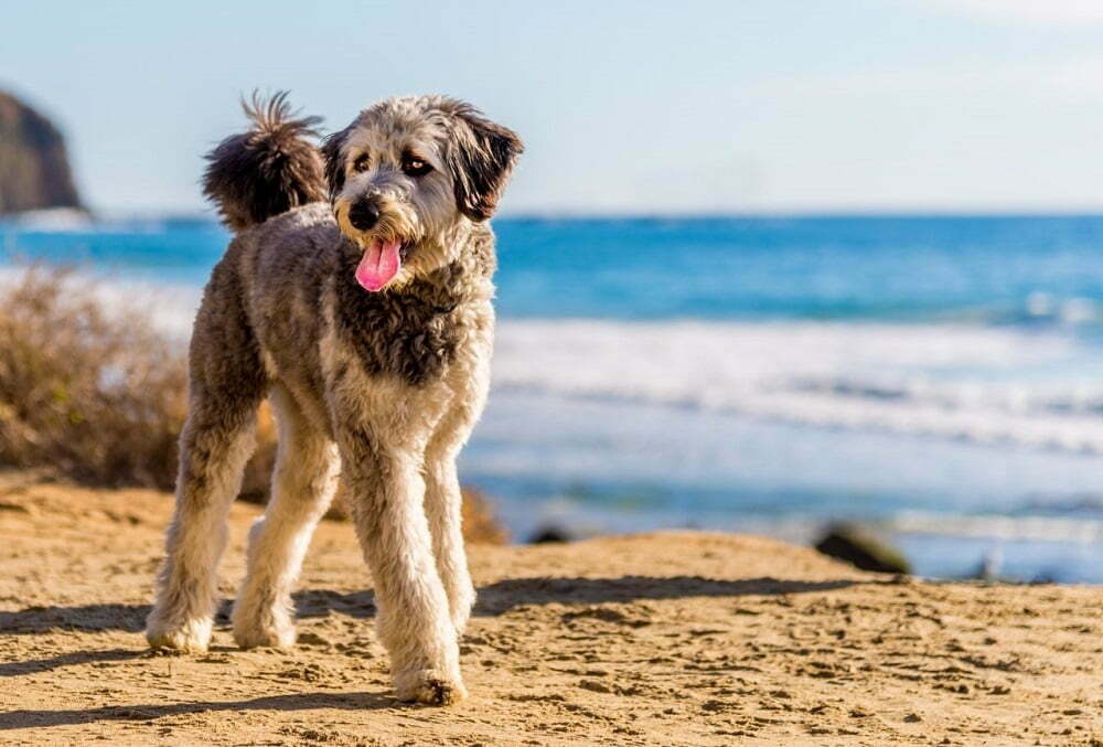 Aussiedoodle: The Ultimate Guide