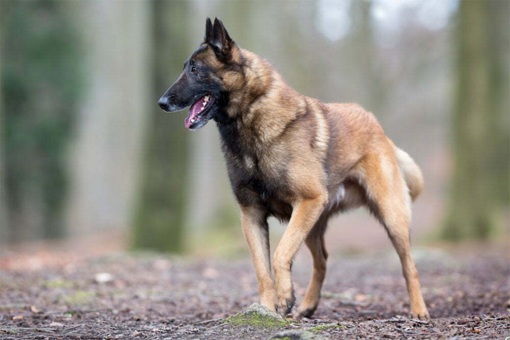 Belgian Malinois.