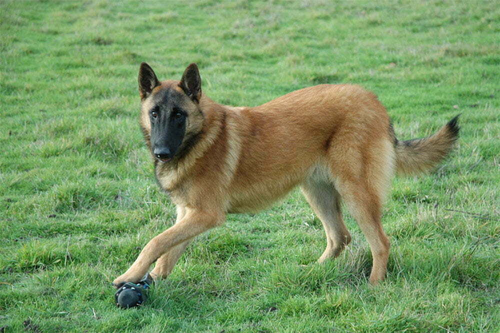 Belgian Malinois.