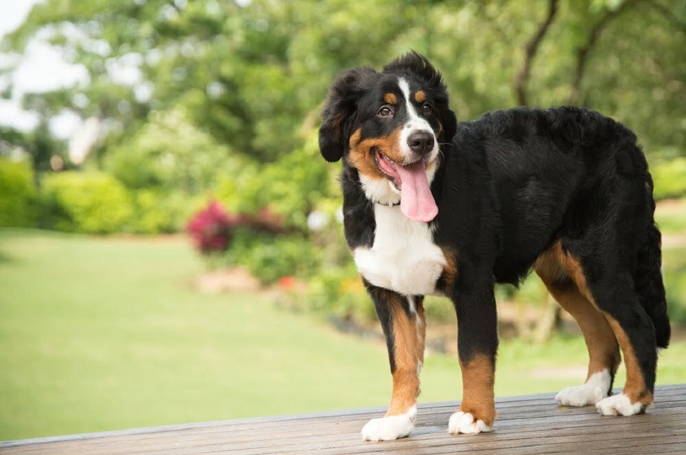 Bernese Mountain Dog