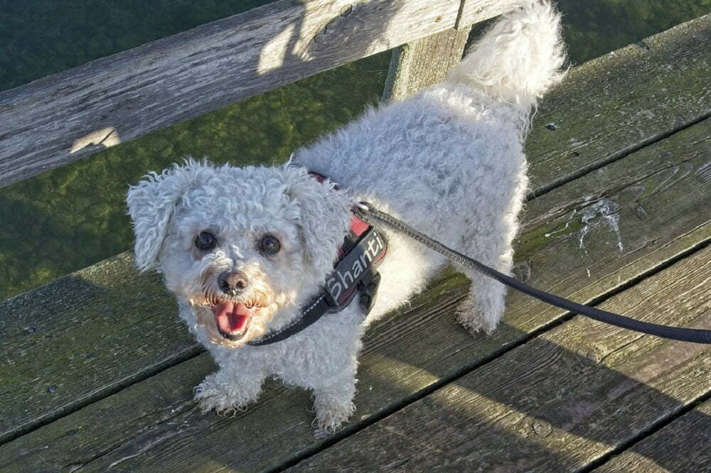 Bichon Frise