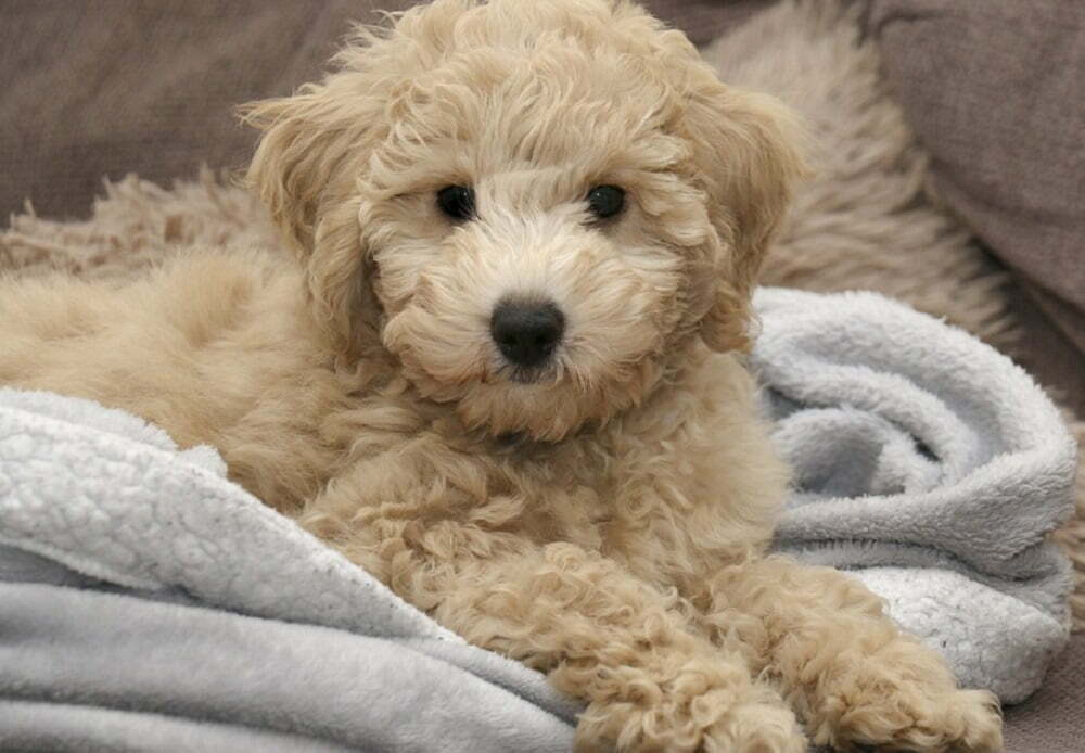 Bichon Frise