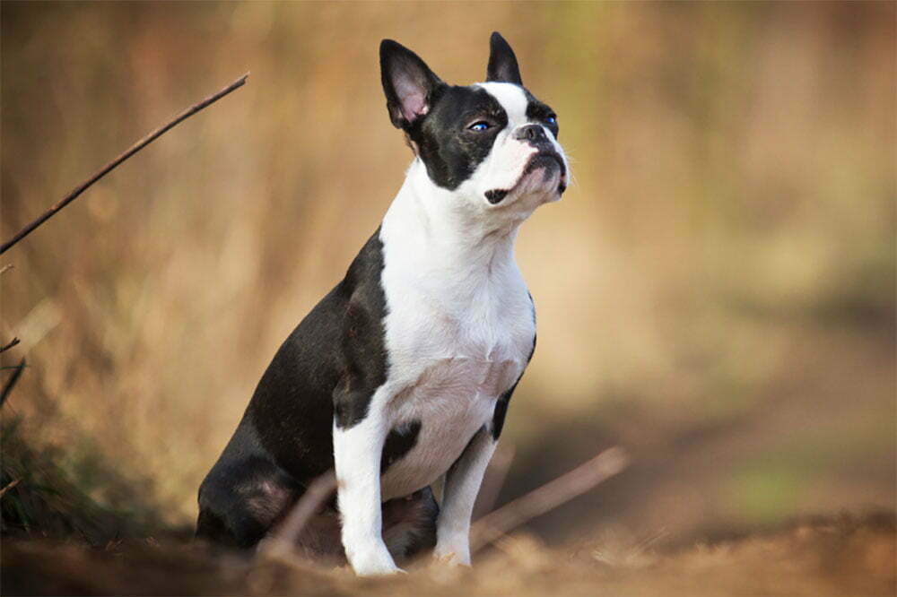 Boston Terrier The Ultimate Guide