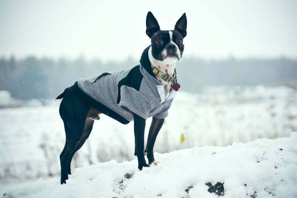 Boston Terrier The Ultimate