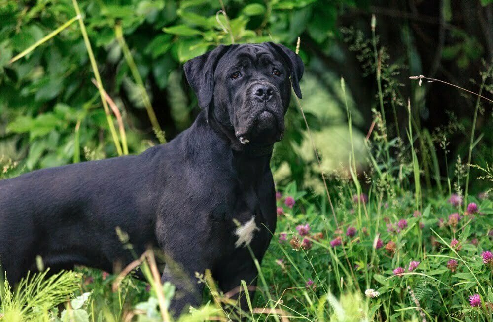 Cane Corso