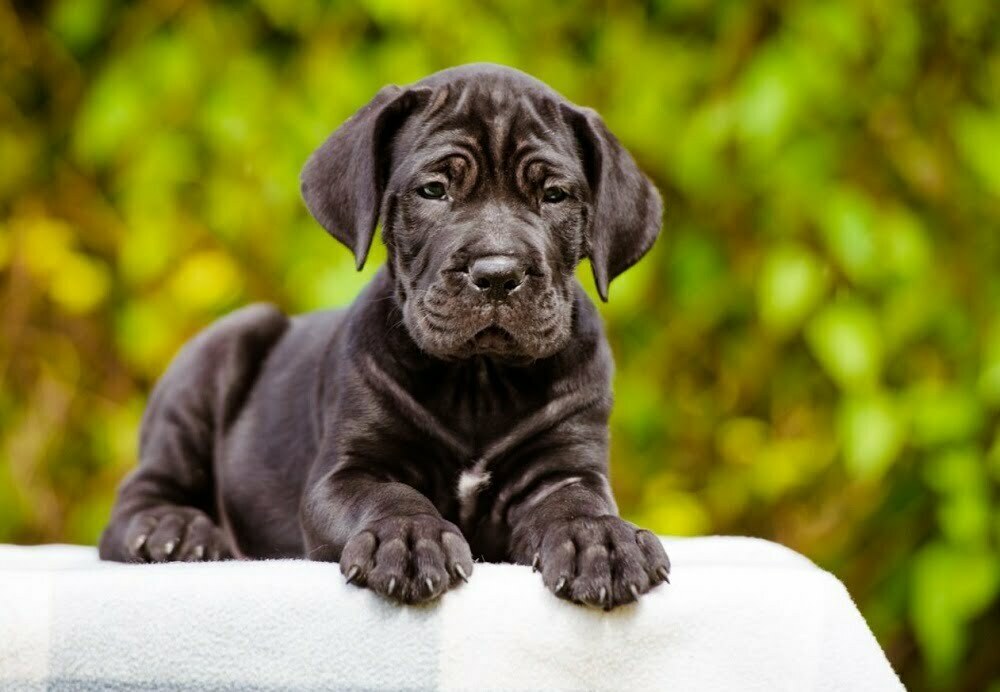 Cane Corso